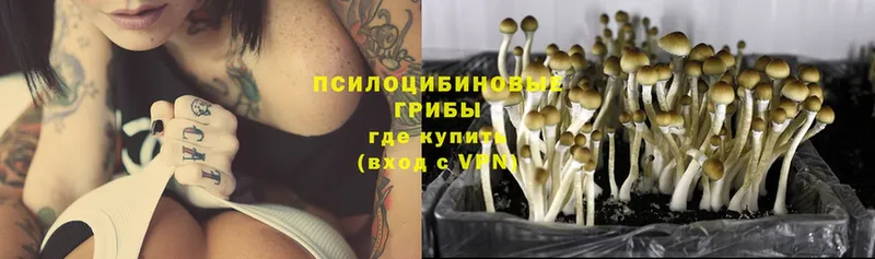 Галлюциногенные грибы Psilocybe  Красноуральск 